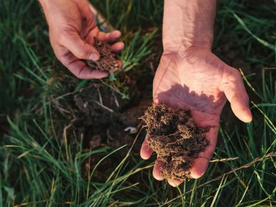 soil